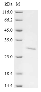 Recombinant Mouse Granzyme K (Gzmk) - image 1