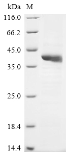 Recombinant Human Hyaluronan and proteoglycan link protein 3 (HAPLN3) - image 1