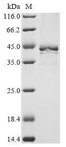 Recombinant Mouse Heterogeneous nuclear ribonucleoproteins A2/B1 (Hnrnpa2b1) - image 1