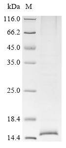 Recombinant Human Inhibin beta A chain (INHBA) - image 1