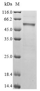 Recombinant Mouse Cis-aconitate decarboxylase (Acod1) - image 1