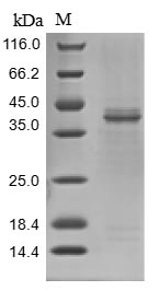 SDS-PAGE- Recombinant protein Macaca LGMN