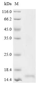 Recombinant Human Lysozyme C (LYZ) - image 1