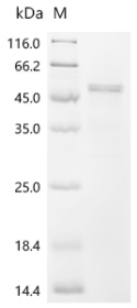 Recombinant Human S-adenosylmethionine synthase isoform type-2 (MAT2A) - image 1