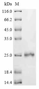Recombinant Human Protein max (MAX) - image 1