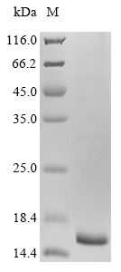Recombinant Human Macrophage migration inhibitory factor (MIF) - image 1