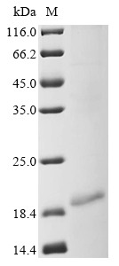 Recombinant Human Myosin-7 (MYH7) , partial - image 1