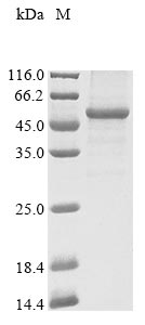 Recombinant Human Atrial natriuretic peptide receptor 2 (NPR2) , partial - image 1