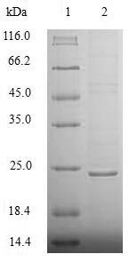 SDS-PAGE- Recombinant protein Human NUDT1
