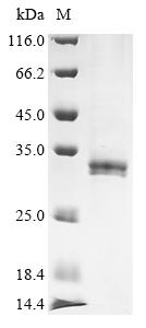 (Tris-Glycine gel) Discontinuous SDS-PAGE (reduced) with 5% enrichment gel and 15% separation gel. (Tris-Glycine gel) Discontinuous SDS-PAGE (reduced) with 5% enrichment gel and 15% separation gel.