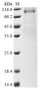 Recombinant Human DNA polymerase theta (POLQ) , partial - image 1