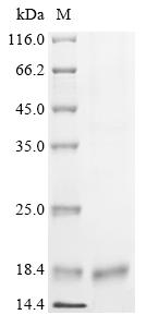 Recombinant Human DNA-directed RNA polymerase III subunit RPC10 (POLR3K) - image 1