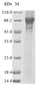 SDS-PAGE- Recombinant protein Human PPARA