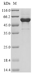 Recombinant Human Nuclear receptor ROR-alpha (RORA) - image 1
