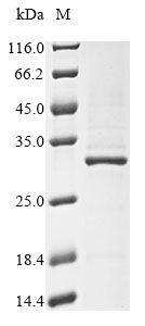Recombinant Human 40S ribosomal protein S9 (RPS9) - image 1