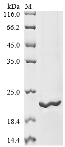 Recombinant Human Sodium channel protein type 1 subunit alpha (SCN1A) , partial - image 1