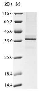 Recombinant Mouse Beta-tectorin (Tectb) - image 1