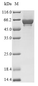 Recombinant Human Toll-like receptor 4 (TLR4) , partial - image 1