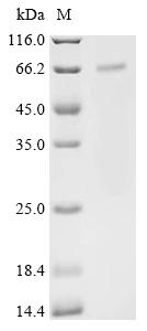 Recombinant Human TNF receptor-associated factor 3 (TRAF3) - image 1