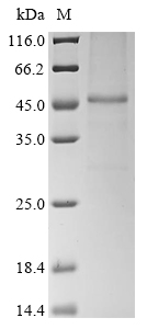 Recombinant Mouse Thyrotropin receptor (Tshr) , partial - image 1