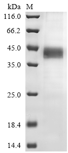 Recombinant Mouse Protein Wnt-4 (Wnt4) - image 1