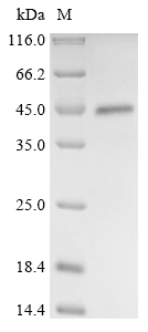 Recombinant Torque teno virus Probable protein VP2 (ORF2/3) - image 1