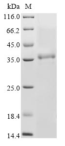 Recombinant Bovine coronavirus Non-structural protein 2a (2a) - image 1