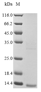 Recombinant Leiurus hebraeus Beta-mammal/insect toxin Lqhb1 - image 1