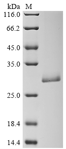 Recombinant Staphylococcus aureus Enterotoxin type E (entE) - image 1
