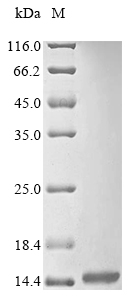 Recombinant Tityus serrulatus Beta-mammal/insect toxin Ts1 - image 1