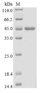 (Tris-Glycine gel) Discontinuous SDS-PAGE (reduced) with 5% enrichment gel and 15% separation gel.