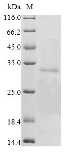 Recombinant Bovine coronavirus Non-structural protein 2a (2a) - image 1
