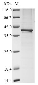 Recombinant Murine polyomavirus Major capsid protein VP1 - image 1