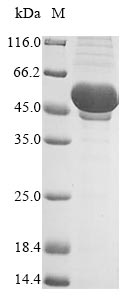 SDS-PAGE- Recombinant protein Truncated PS/HR