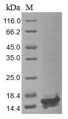 SDS-PAGE- Recombinant protein Variola A27L