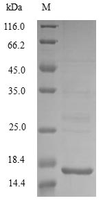 SDS-PAGE- Recombinant protein Escherichia msyB