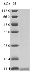 Recombinant Leiurus hebraeus Alpha-like toxin Lqh6 - image 1