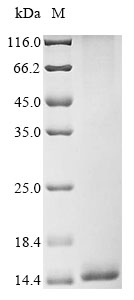 Recombinant Leiurus hebraeus Alpha-like toxin Lqh7 - image 1