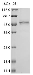Recombinant Hamster polyomavirus Major capsid protein VP1 - image 1