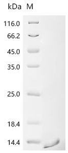 Recombinant Escherichia phage 933W Shiga-like toxin 2 subunit B (stxB2) - image 1