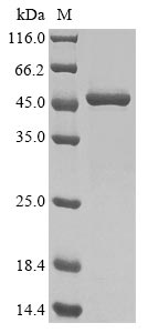 Recombinant Chicken Heat shock 70 kDa protein, partial - image 1