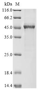 (Tris-Glycine gel) Discontinuous SDS-PAGE (reduced) with 5% enrichment gel and 15% separation gel.