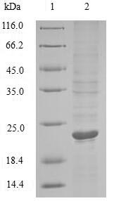 SDS-PAGE- Recombinant protein Marmota TNF