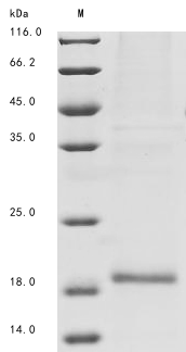 Recombinant Bovine Agouti-signaling protein (ASIP) - image 1