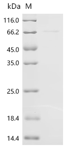 Recombinant Mouse Putative phospholipase B-like 2 (Plbd2) - image 1