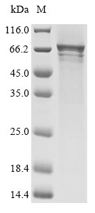 Recombinant Human Cryptochrome-2 (CRY2) - image 1