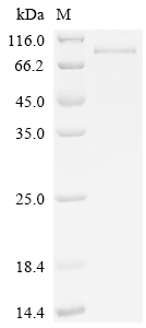 Recombinant Mouse Semaphorin-3C (Sema3c) - image 1