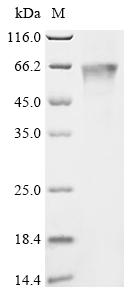 Recombinant Frog virus 3 Major capsid protein (FV3-090R) - image 1