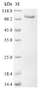 Recombinant Mouse ATP-dependent RNA helicase DHX33 (Dhx33) - image 1