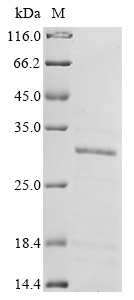 Recombinant Human Polyadenylate-binding protein 2 (PABPN1) - image 1